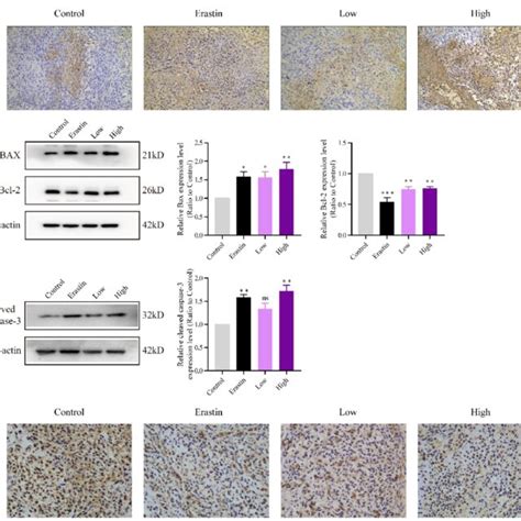 Qrhxf Induced Apoptosis And Inhibited Proliferation Of Nsclc Cells In Download Scientific