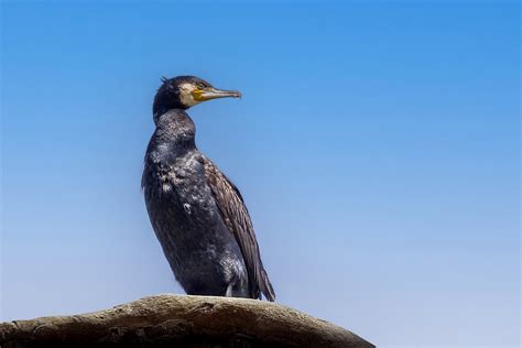 Bird Cormorant Fauna Free Photo On Pixabay Pixabay