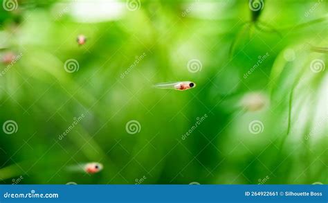 Little Baby Guppy Fish, Young Poecilia Reticulata Aquarium Fish ...