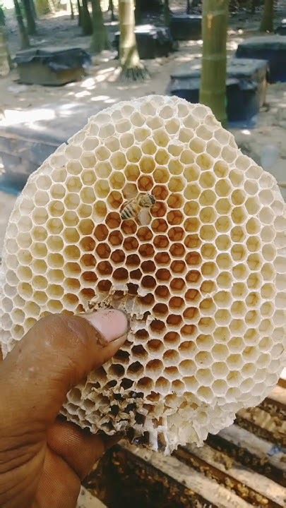 Bee Honeycomb 🐝 Bee Honey Farming 🐝 Subscribe More Videos 💗 Honey Shorts Viral Youtube