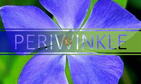 Best Vinpocetine Periwinkle Flower Rankings Benefits And Experience 2022