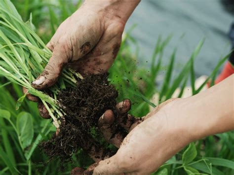 Lengrais Vert Et Son Importance En Mara Chage Le Jardinier Mara Cher