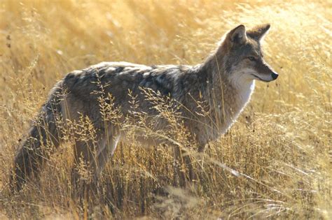 Grand Teton National Park Wildlife Spotting - Jackson Hole Traveler