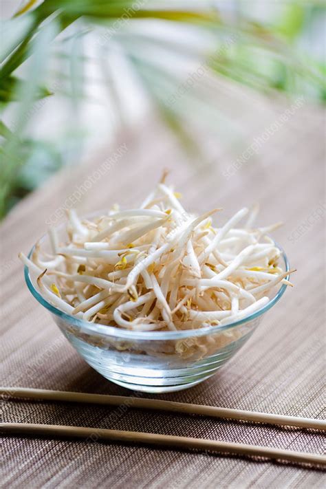 Soybean Sprouts Stock Image C Science Photo Library