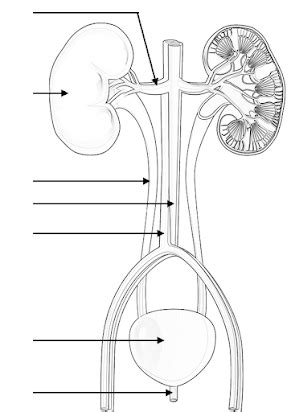 Color And Label The Urinary System Diagram Quizlet