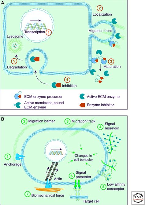 extracellular matrix degradation  remodeling  development  disease