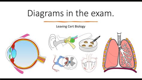 Leaving Cert Biology Diagram Review Revise And Learn Youtube