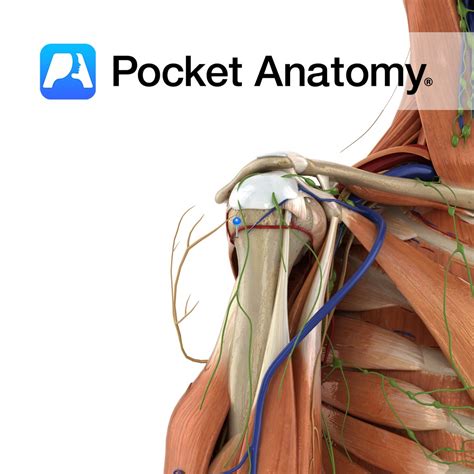 Circumflex humeral artery (posterior) - Pocket Anatomy