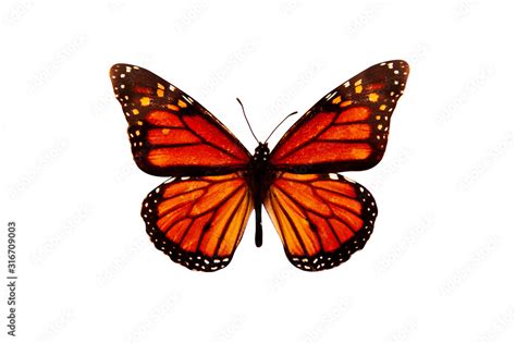 Beautiful orange butterfly isolated on a white background. Danaida erripus Stock Photo | Adobe Stock