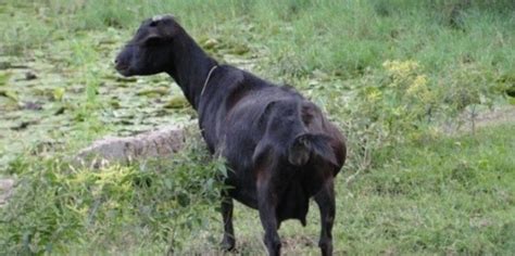 ছাগলের জাত পরিচিতিঃ ব্ল্যাক বেঙ্গল ছাগল