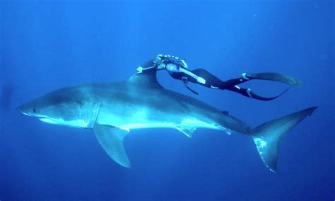 Woman Swims With Great White Shark In Epic Video