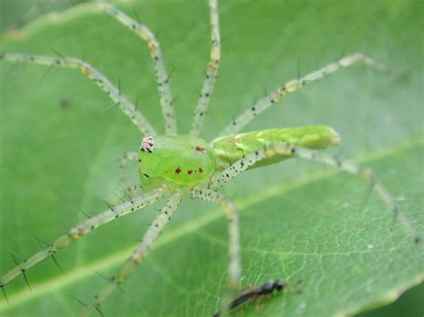 Green Lynx Spider l Stunning Arachnid - Our Breathing Planet