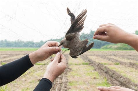 Arti Mimpi Menangkap Burung Pertanda Baik Atau Buruk