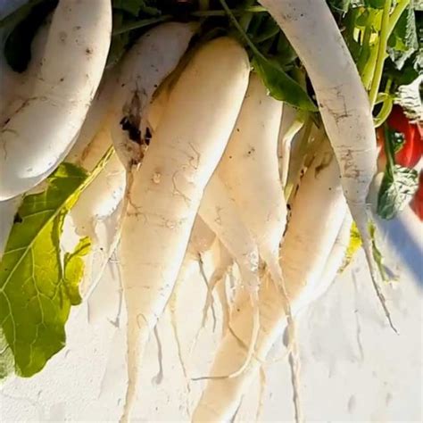 Radish Long White Icicle 500 Seeds Raphanus Sativus