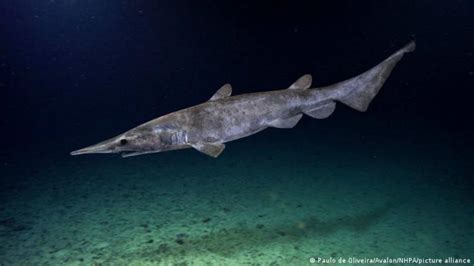 El Hallazgo De Un Raro Tibur N Duende En El Mediterr Neo Se Tratar A En