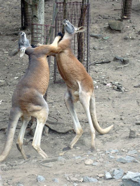 Kangaroo Fight by W00den-Sp00n on DeviantArt