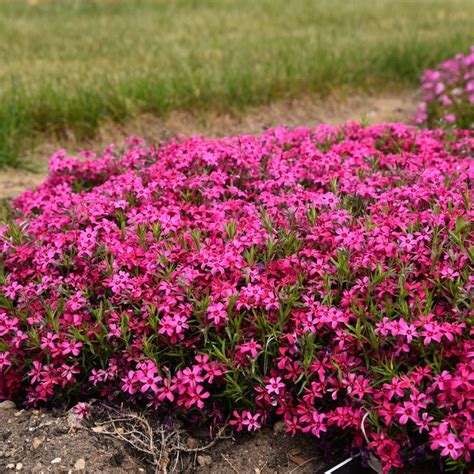 Phlox Subulata Red Wings Creeping Phlox In Creeping Phlox