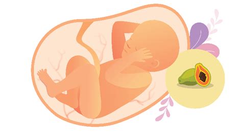 Fase Perkembangan Janin Trimester 1 Sampai 3 Lengkap