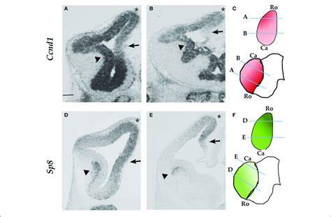 Ccnd1 And Sp8 Expression Patterns At E12 5 ISH Performed On E12 5