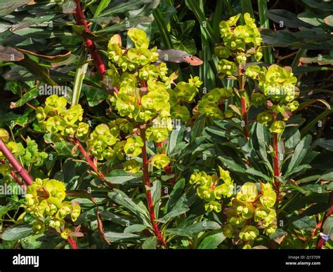 Dark Leaves Red Stems And Acid Yellow Bracts Of The Selected Form Of The Evergreen Wood Spurge