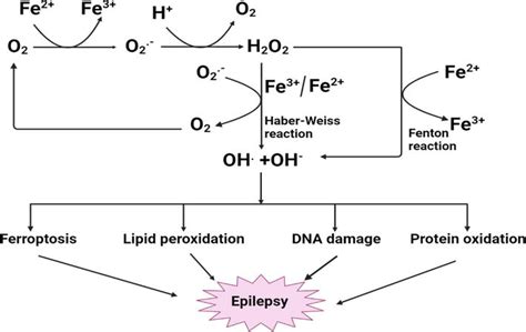 Introductory Chapter Role Of Fenton And Haber Weiss Reaction In