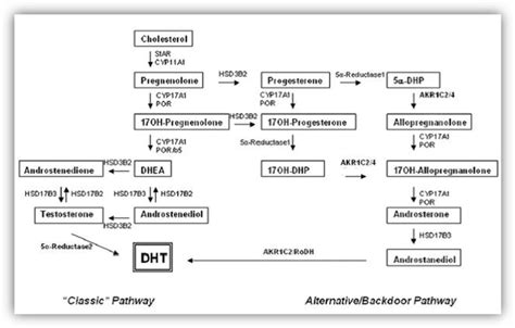 Sexual Differentiation Endotext Ncbi Bookshelf