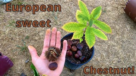 How To Grow Chestnut Trees From Seed European Sweet Chestnut Youtube