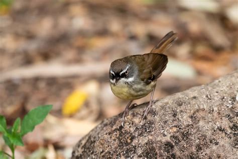 Forest Forager Yellow Throated Scrubwren Sericornus Citre Flickr