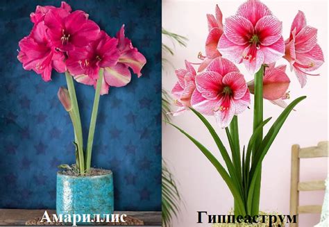 Гиппеаструм и амариллис: различия, особенности выращивания и ухода