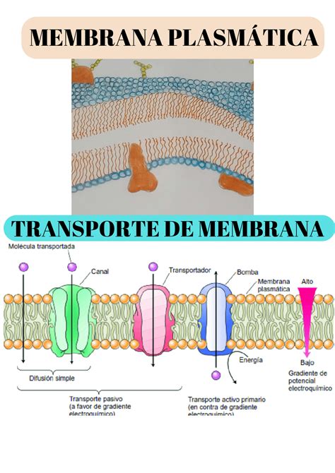 SOLUTION Membrana Plasm Tica Y Transporte De Membrana Studypool