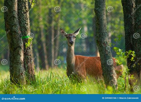 Deer 库存照片 图片 包括有 本质 结构树 森林 哺乳动物 吃草 牧场地 野生生物 徒步旅行队 249465166