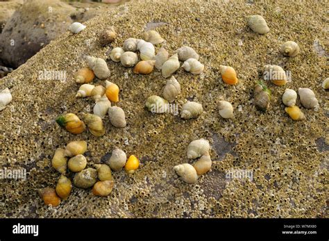 Dense Cluster Of Dog Whelks Nucella Lapillus Predators Of Barnacles