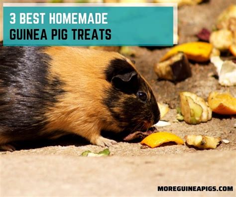 3 Best Homemade Guinea Pig Treats - More Guinea Pigs