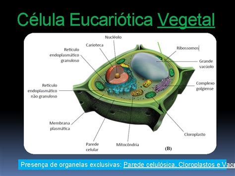 Citologia Estudo Da Clula A Clula Citologia Microscpio