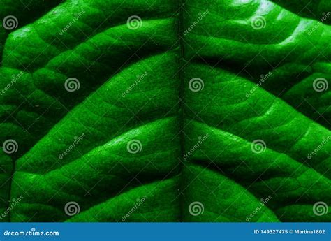 Tropical Leaf Texture Stock Image Image Of Design Texture 149327475