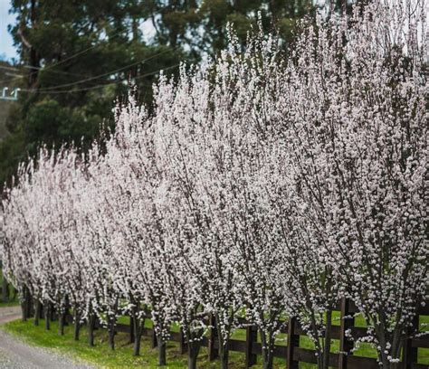 Prunus Cerasifera Oakville Crimson Spire Provincial Plants Landscapes