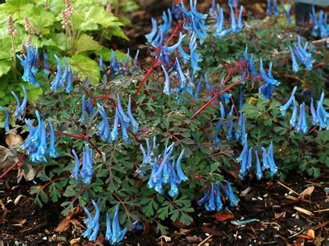 Color Your Summer Views With Flowering Perennials Perennial Geranium