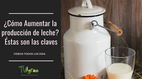 C Mo Aumentar La Producci N De Leche Stas Son Las Claves Tvagro Por