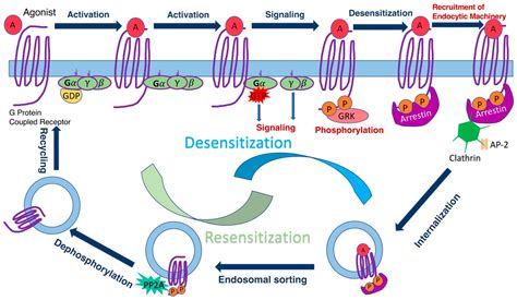 Ijms Free Full Text Structural Basis Of Arrestin Selectivity For