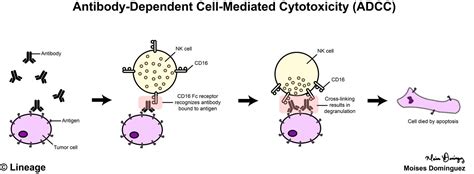 Antibody Dependent Cell Mediated Cytotoxicity ADCC Immunology