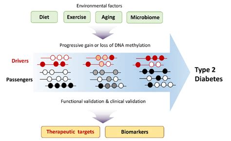 Environmental Factors Contribute To Type Diabetes T D Development