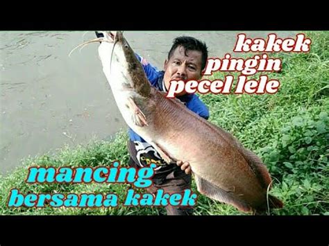 Kakek Pingin Pecel Lele Mancing Ikan Lele Galatama Di Kebun Pisang