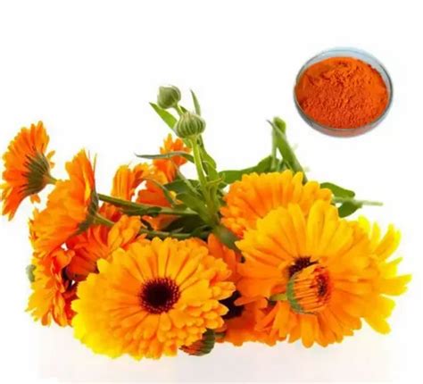 Calendula Extract Powder At Rs 3465 Kg Moti Bagh Nagpur Id 13267789730