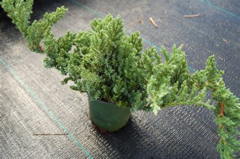 Dwarf Japanese Garden Juniper Juniperus Procumbens Nana Potted