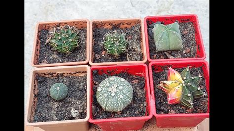 How to repot cactus plant কভব কযকটস রপট করত হয cactusforsale