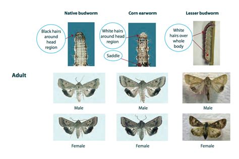 Native Budworm Cesar Australia