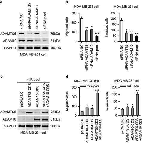 Mir Suppresses Cancer Cell Migration And Invasion Via Adamts