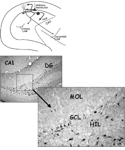 Normal Npy Expression In The Adult Dentate Gyrus Top A Schematic