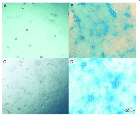 Alcian Blue Staining Of Gag Deposition In Wj Msc Seeded Hydrogels