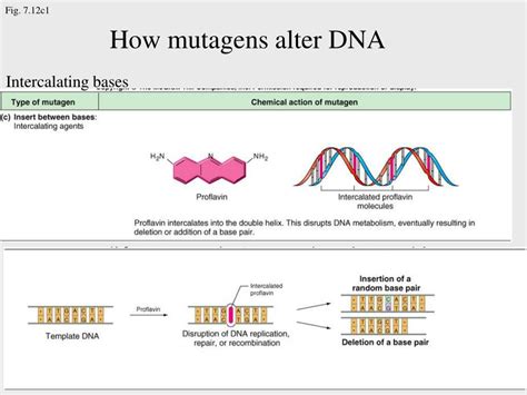 Ppt Anatomy And Function Of A Gene Dissection Through Mutation